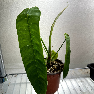 Philodendron Sharoniae