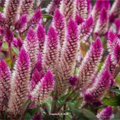 Celiosa Spicata (Cockscomb) 'Flamingo Purple'