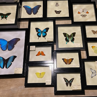 Exotic Butterfly And Other Insect Taxidermy