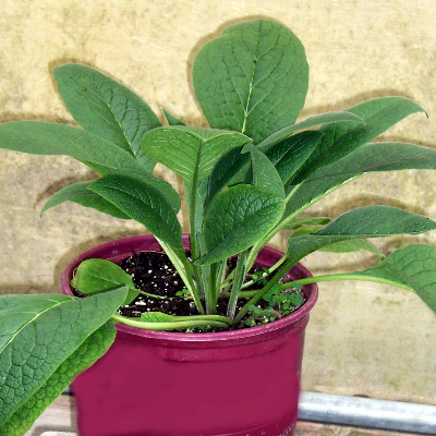 Pinecone Holiday Gingers