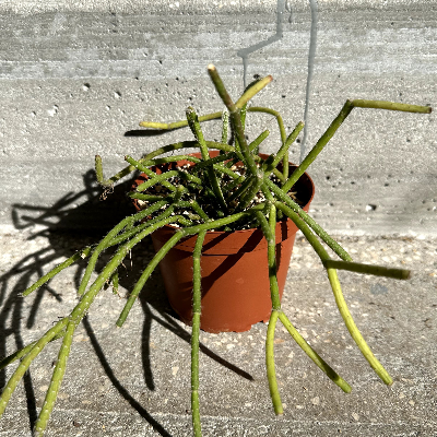 Rhipsalis Pilocarpa