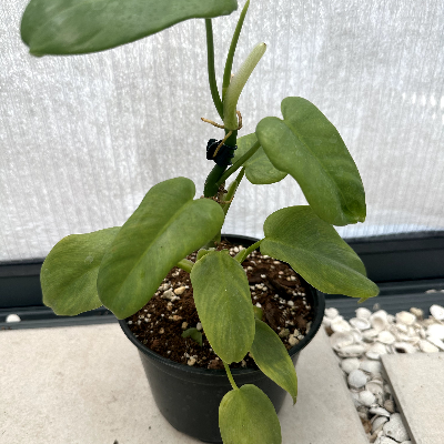 Philodendron Bipennifolium