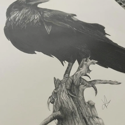 "Black Bird" - Original Drawing