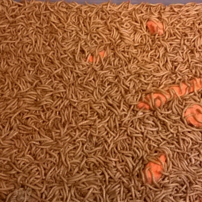 Mealworms