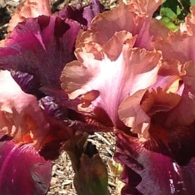 Irises