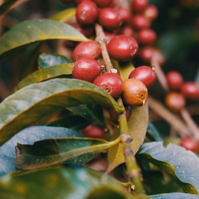 Ethiopia Guji Gelana Abaya 12 Oz