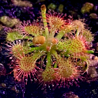 Sundews Droses