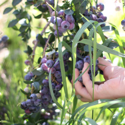 Shingle Mill Blueberries