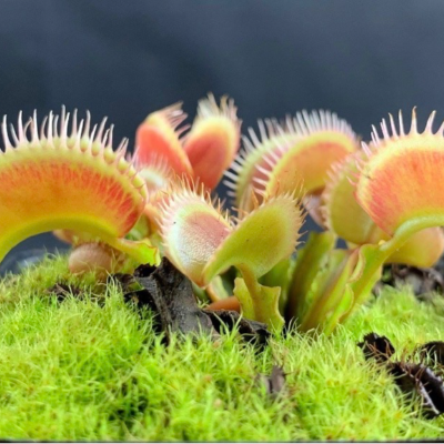 Venus Fly Traps (Carnivorous Plant)