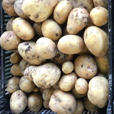 Potatoes Yukon Gold