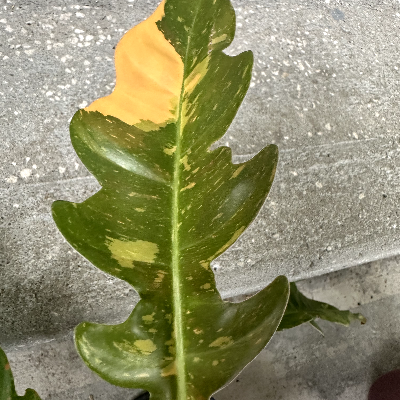 Philodendron Ring Of Fire