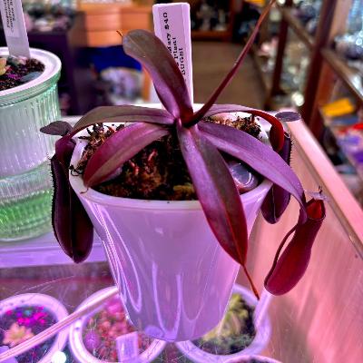 Pitcher Plant