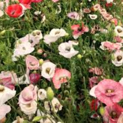 Papaver Rhoeas 'Mother Of Pearl'