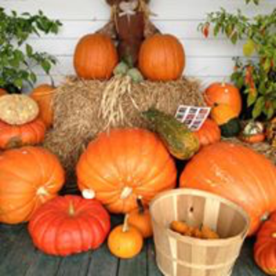 Pumpkins - Jack O Lanterns