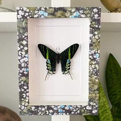 Butterfly Shadow Box Frame