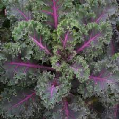 Roulette Kale