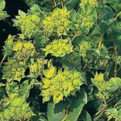 Bupleurum Griffithii 'Green Gold'