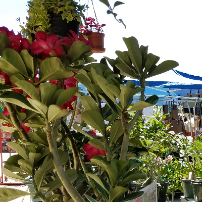 Tropical Herbs And Spice Plants