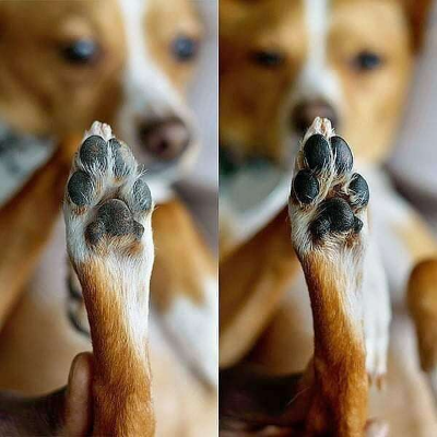 Refreshing Paw & Body Soak