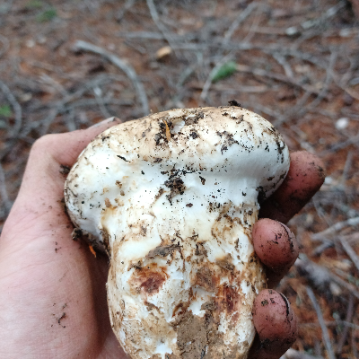 Fresh Wild Mushrooms