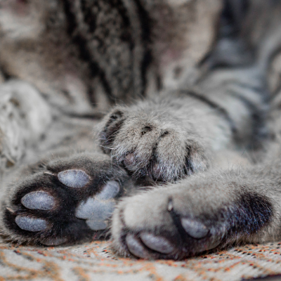 Refreshing Paw & Body Soak