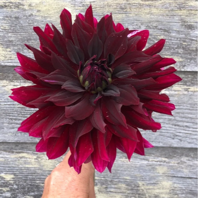 Sprouted Dahlia Tubers