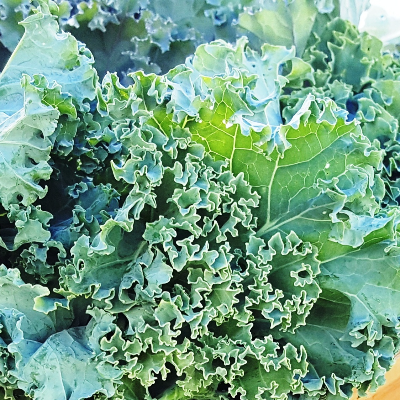 Curly Green Kale