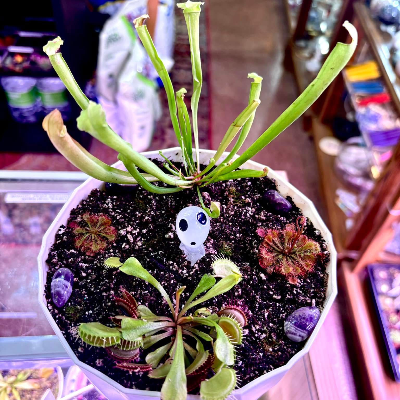 Venus Fly Trap