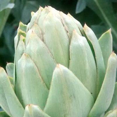 Artichoke