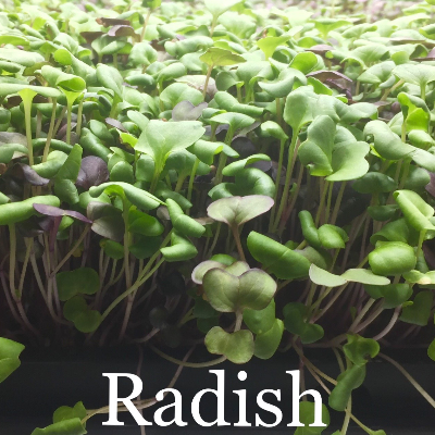 Radish Microgreen