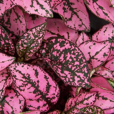 House Plants- Lg Containers-Assorted Varieties