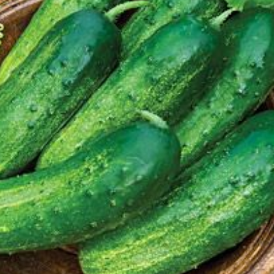 Burpee Pickle Cucumbers