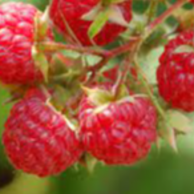 Raspberry Pink Peppercorn Sea Salt