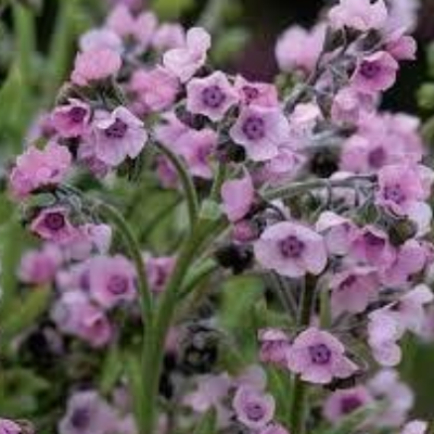 Cynoglossum Amabile (Forget-Me-Knot) 'Mystery Rose'