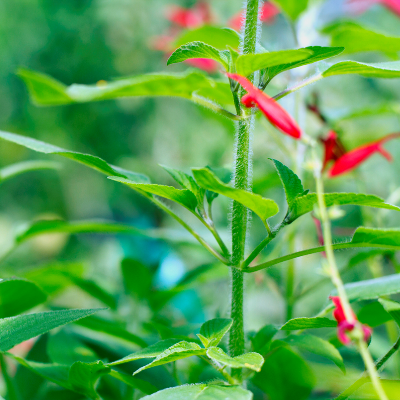 Hibiscus Tea Bush
