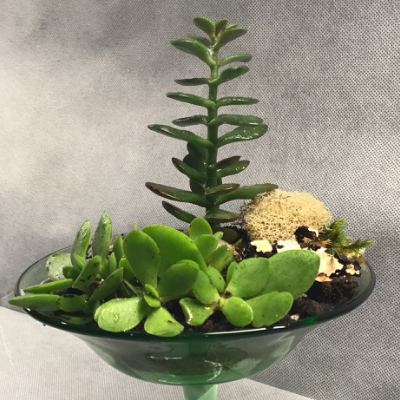 Air Plants And Succulents In Custom Concrete Planters As Well As Miniature Gardens In Vintage Glassware And Other Recycled Finds