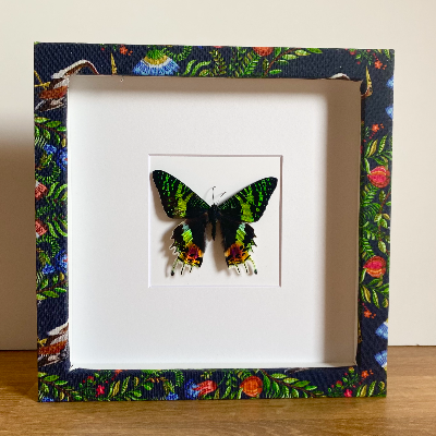 Butterfly Shadow Box Frame
