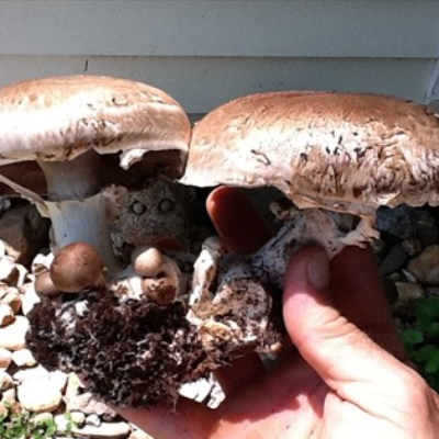 Fresh Mushrooms: Portobello Mushrooms