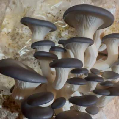 Blue Oyster