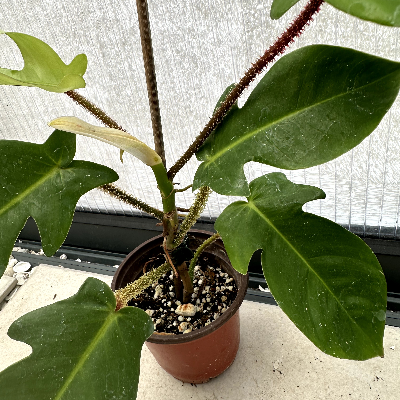 Philodendron Squamiferum