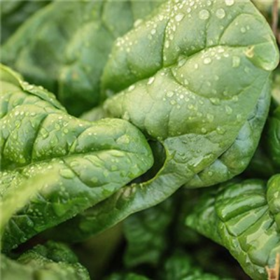 Spinach-Space, Bloomsdale