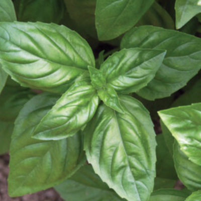 Genovese Basil Plant Castle Peak Forest Farm Marketspread