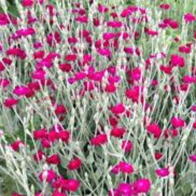 Lychnis (Agrostemma) Coronaria 'Rose Campion'