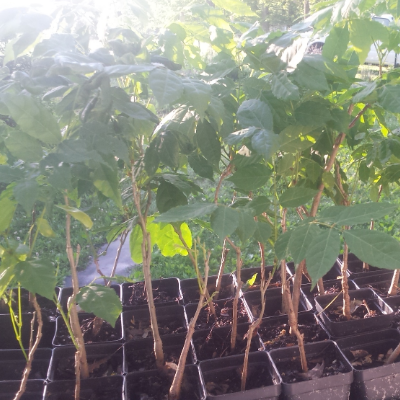Wisteria Rooted Cuttings