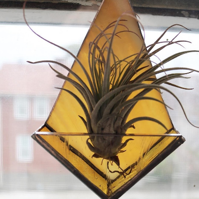 Air Plant Holders