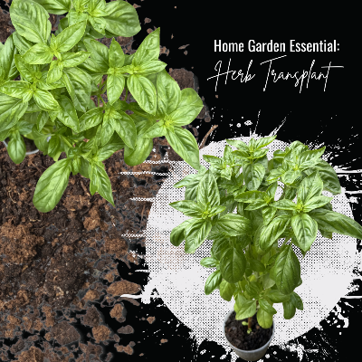 Plants - Ready To Transplant - Vegetable, Herb, Or Fruit Plant