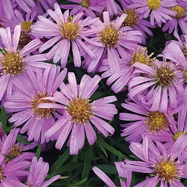 Aster D. 'Woods Pink'