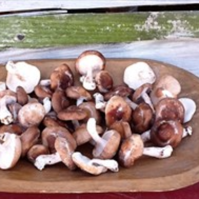 Fresh Mushrooms: Shiitake Mushrooms