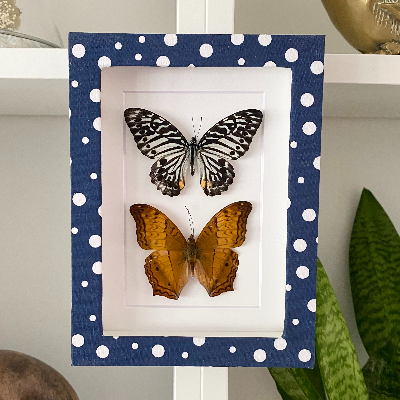 Butterfly Shadow Box Frame