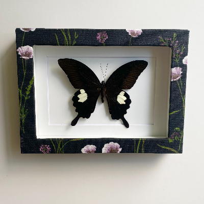 Butterfly Shadow Box Frame